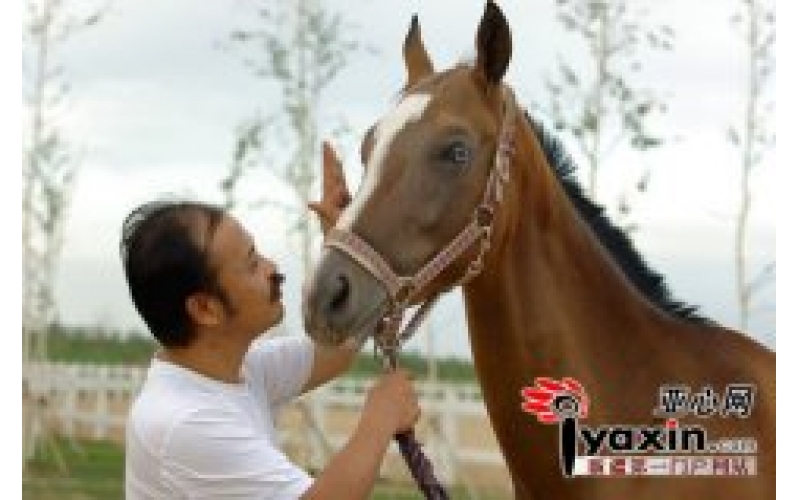 尊龙凯时集团董事长陈志峰：在新疆抚育汗血宝马